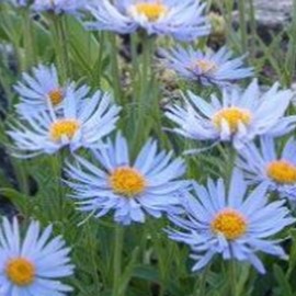 Aster alpinus 'Dunkle Schöne'  Pot 9 