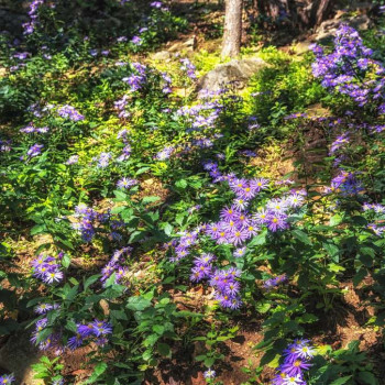 Aster ageratoides 'Ezo Murazaki'  Pot 9 