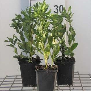 Aster ageratoides 'Ashvi'  Pot 9 