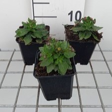 Aster ageratoides 'Asmoe'  Pot 9 