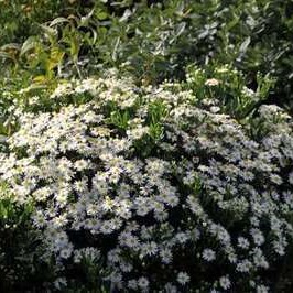 Aster ageratoides 'Starshine'®  Pot 9 