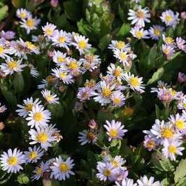 Aster ageratoides 'Stardust'  Pot 9 