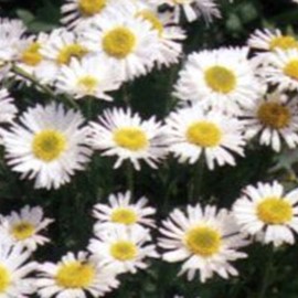 Aster alpinus 'Albus'  Pot 9 