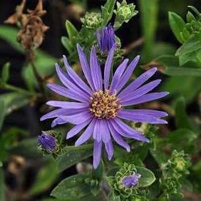 Aster amellus 'Rudolf Goethe'  Pot 9 