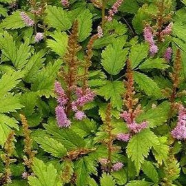 Astilbe chin. 'Pumila'  Pot 9 