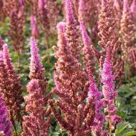 Astilbe chin. 'Purpurkerze'  Pot 9 