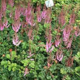 Astilbe chin. 'Superba'  Pot 9 