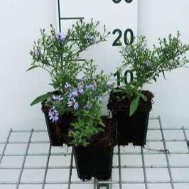 Aster cord. 'Little Carlow'  Pot 9 