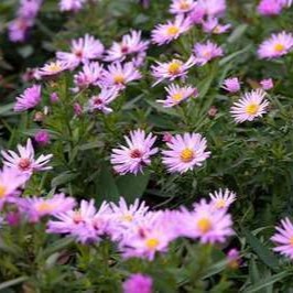 Aster dum. 'Herbstgruss Vom Bresserhof'  Pot 9 