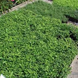 Aster div. 'Tradescant'  Pot 9 