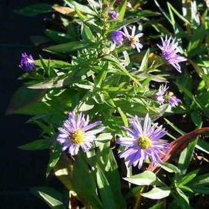 Aster dum. 'Prof. Anton Kippenberg'  Pot 9 