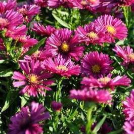 Aster dum. 'Jenny'  Pot 9 