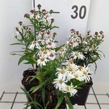 Aster dum. 'Kristina'  Pot 9 
