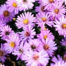 Aster dum. 'Rosenwichtel'  Pot 9 