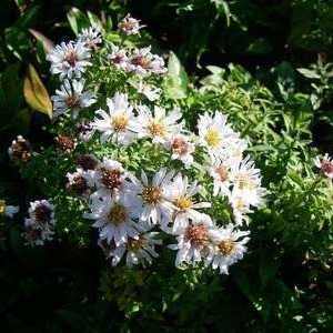 Aster dum. 'Schneekissen'  Pot 9 