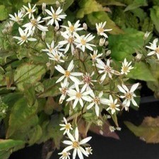 Aster divaricatus  Pot 9 