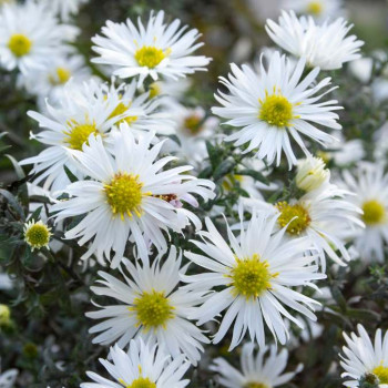 Aster ericoides  Pot 9 