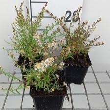 Aster eric. 'Golden Spray'  Pot 9 