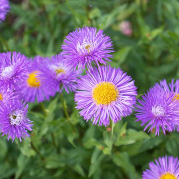 Aster alpinus 'Goliath'  Pot 9 