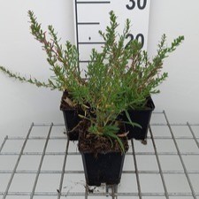 Aster eric. 'Schneetanne'  Pot 9 