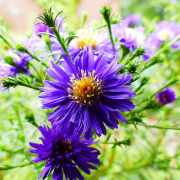 Aster thomsonii  Pot 9 