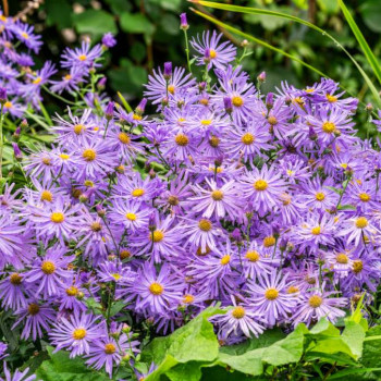 Aster frik. 'Mönch'  Pot 9 