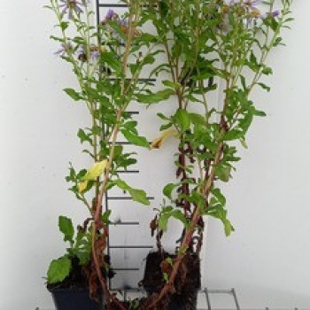 Aster hybr. 'Js Eleven Purple'®  Pot 9 