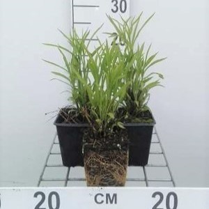 Aster hybr. 'Monte Cassino'  Pot 9 