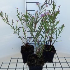 Aster hybr. 'Pink Star'  Pot 9 