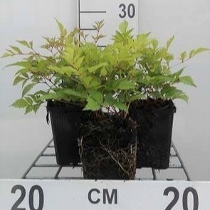 Astilbe (a) 'Brautschleier'  Pot 9 