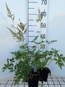 Astilbe (a) 'Diamant'  Pot 9 