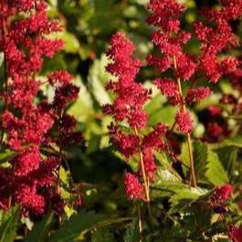 Astilbe (a) 'Fanal'  Pot 9 