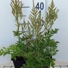 Astilbe (a) 'Snowdrift'  Pot 9 