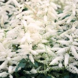 Astilbe (j) 'Deutschland'  Pot 9 