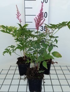 Astilbe (j) 'Europa'  Pot 9 