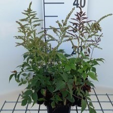 Astilbe (j) 'Gladstone'  Pot 9 