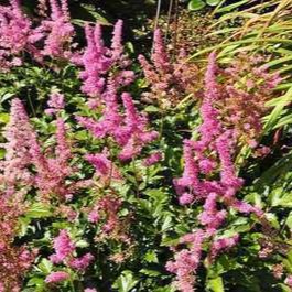 Astilbe (j) 'Rheinland'  Pot 9 