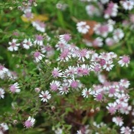 Aster lateriflorus 'Horizontalis'  Pot 9 