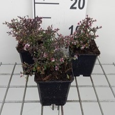 Aster lateriflorus 'Prince'  Pot 9 