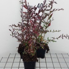 Aster lateriflorus 'Lady In Black'  Pot 9 