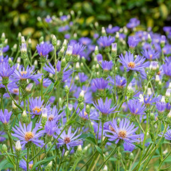 Aster macrophyllus 'Twilight'  Pot 9 