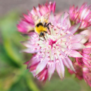 Astrantia maj. 'Claret'  Pot 9 