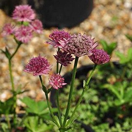 Astrantia maj. 'Roma'®  Pot 9 