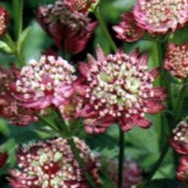Astrantia maj. 'Rubra'  Pot 9 