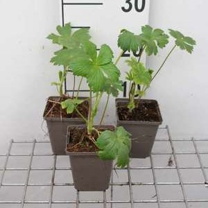 Astrantia maj. 'Shaggy' (='margery fish')  Pot 9 