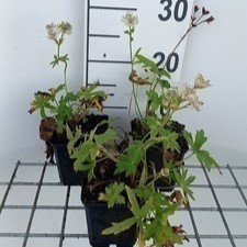Astrantia maj. 'Snowstar'®  Pot 9 