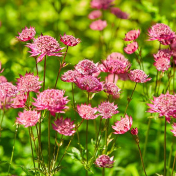 Astrantia maj. 'Moulin Rouge'®  Pot 9 