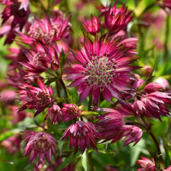 Astrantia maj. 'Star of Love'  Pot 9 