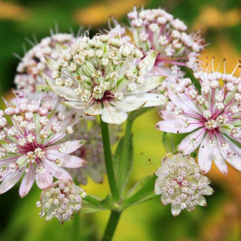 Astrantia maj. 'Superstar'® ( 'white giant')  Pot 9 