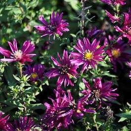 Aster n.-b. 'Crimson Brocade'  Pot 9 